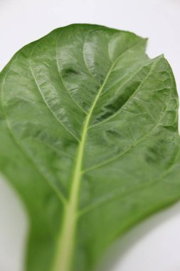 Beyaz arkaplanı olan bir yaprak portresi, sert yaprak desenli doğal bir fotoğraf..