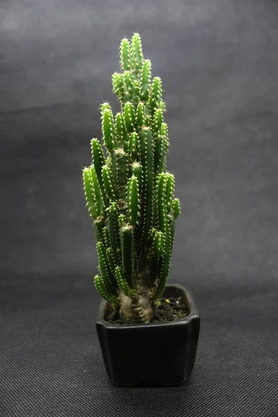 Plantas Cactus Macetas Pequeñas Ideal Para Decorar Habitación — Foto de Stock