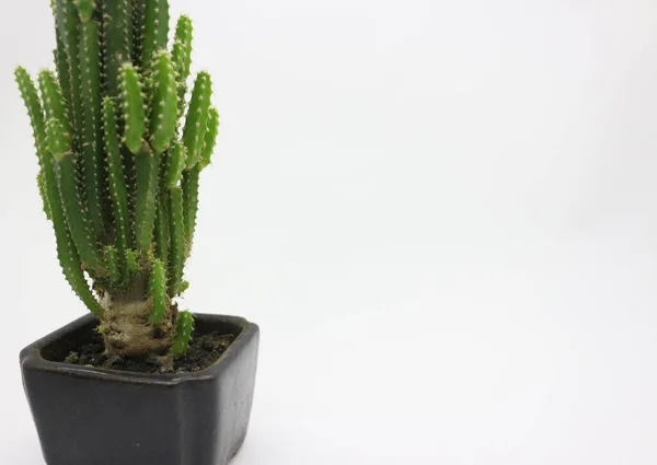 Kaktusz Növények Kis Edények Nagy Díszítésére Szobában — Stock Fotó