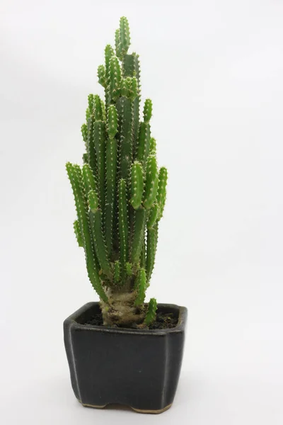 Plantes Cactus Dans Petits Pots Idéal Pour Décorer Votre Chambre — Photo