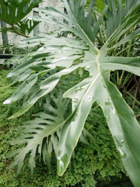 Yağmur damlalı yeşil bitki