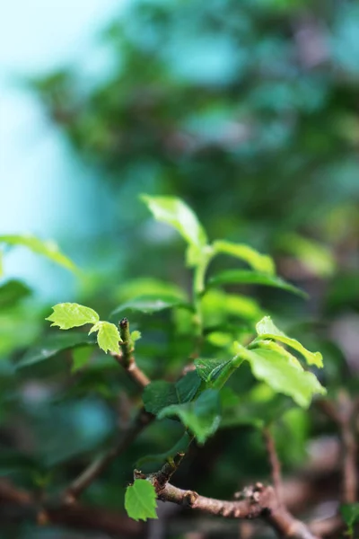 Зеленое Растение Размытым Дизайном — стоковое фото