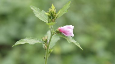 Büyük bir bahçede küçük pembe çiçekler bulanık bir etki yaratıyor.