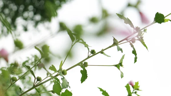 Розовые Цветы Длинными Стеблями Цветов Большом Саду Эффектом Размытия — стоковое фото
