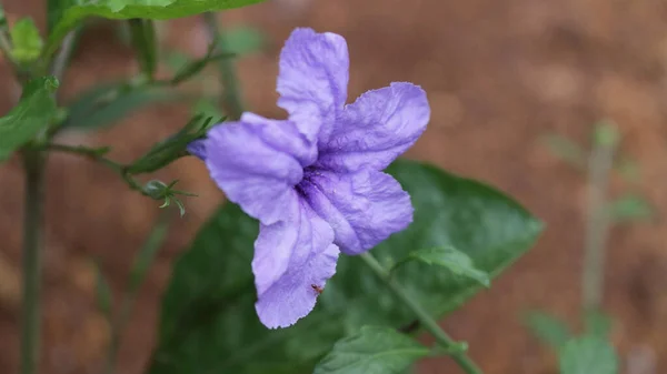 Hermosa Flor Púrpura Suelo Con Efecto Borroso — Foto de Stock