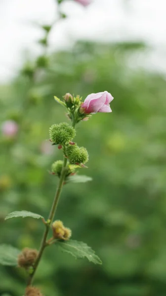 Kleine Rosa Blüten Einem Großen Garten Mit Einem Unschärfeeffekt — Stockfoto