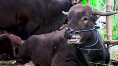 Doğu Endonezya 'nın tipik boğaları. Endonezya 'da bir sığır çiftliğinin ahırındaki atmosfer. Geleneksel çiftliklerin çiftçilikte modern yöntemler uygulamadığı görülebilir..