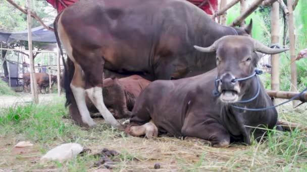 Τυπικοί Ταύροι Της Ανατολικής Ινδονησίας Ατμόσφαιρα Στους Στάβλους Μιας Φάρμας — Αρχείο Βίντεο