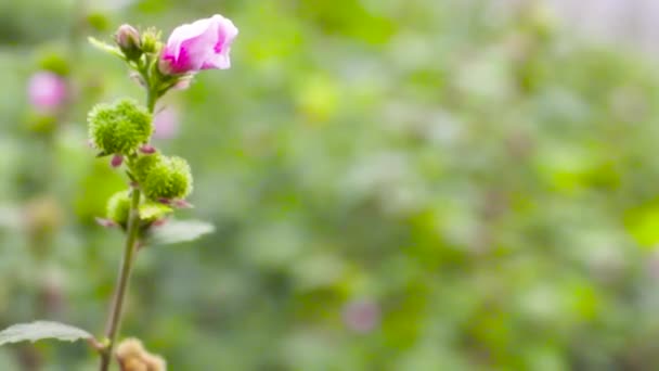 Eine Rosa Blume Umgeben Von Grünen Pflanzen Bewegen Sie Sich — Stockvideo