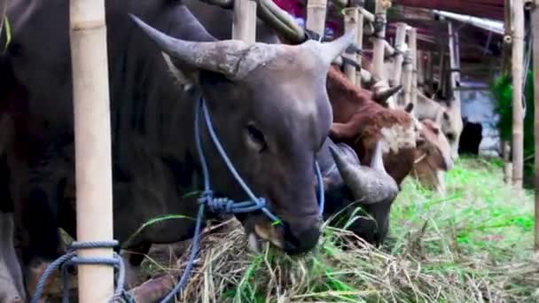 Typičtí Býci Východní Indonésie Atmosféra Stájích Dobytčí Farmě Indonésii Zřejmé — Stock video