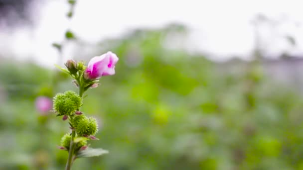 Rosa Blomma Omgiven Gröna Växter Rör Dig Med Vinden Som — Stockvideo