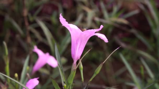 Roze Bloemen Groeien Tuin Kunt Zien Bijen Zoek Naar Bloemensap — Stockvideo