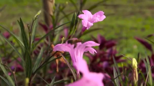 在花园里长着粉红色的花 你可以看到蜜蜂在寻找花汁 — 图库视频影像
