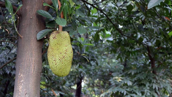 Owoce Tropikalne Gotowe Zbioru Drzewie — Zdjęcie stockowe