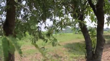 Çayırların ve ağaçların engin manzarası. Rüzgarda esen yaprakları net bir şekilde görebilirsiniz..