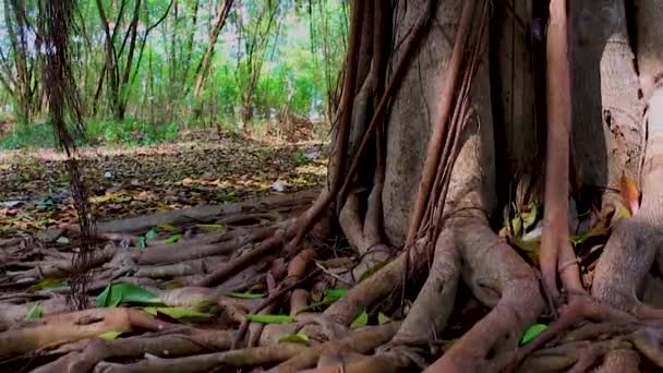 Udsigt Flade Enge Store Træstammer Det Meget Klart Træets Tekstur – Stock-video