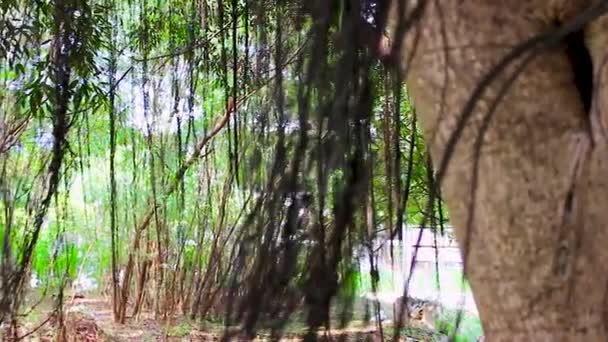 Pohled Rozlehlé Louky Velké Kmeny Stromů Velmi Jasné Struktura Stromu — Stock video