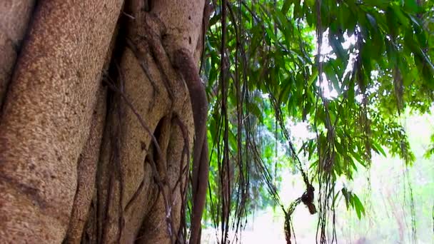 草原や大きな木の幹の広がりのビュー 木の質感がとても自然であることは非常に明らかです — ストック動画