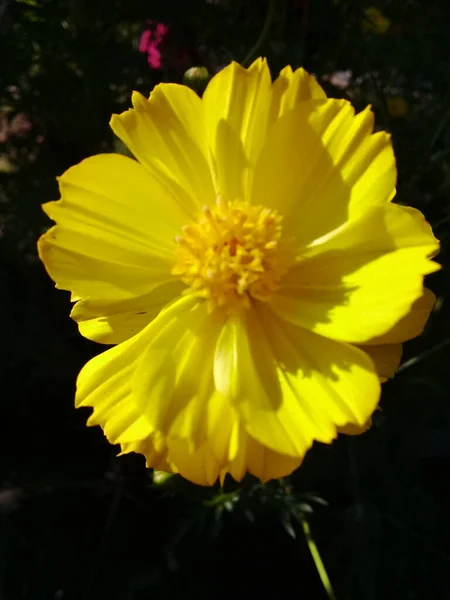Widok Kwitnących Żółtych Kwiatów Góry Ogrodzie — Zdjęcie stockowe