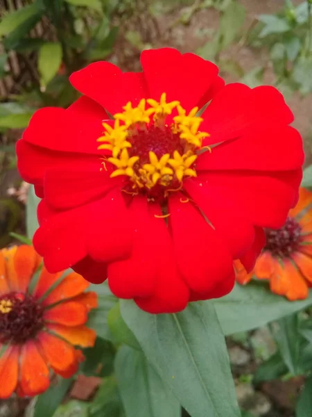Widok Kwitnących Czerwonych Kwiatów Góry Ogrodzie — Zdjęcie stockowe