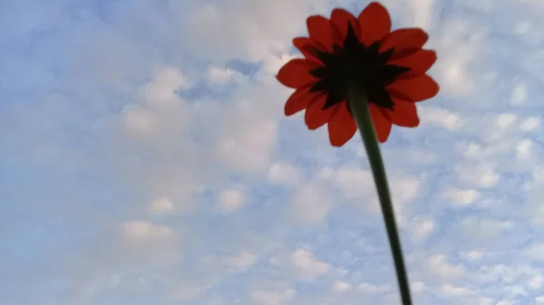 Aşağıdan Kırmızı Çiçek Manzarası Parlak Bir Bulut Arkaplanı — Stok fotoğraf