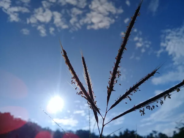 Растения Ярким Солнцем Облаками Утрам — стоковое фото