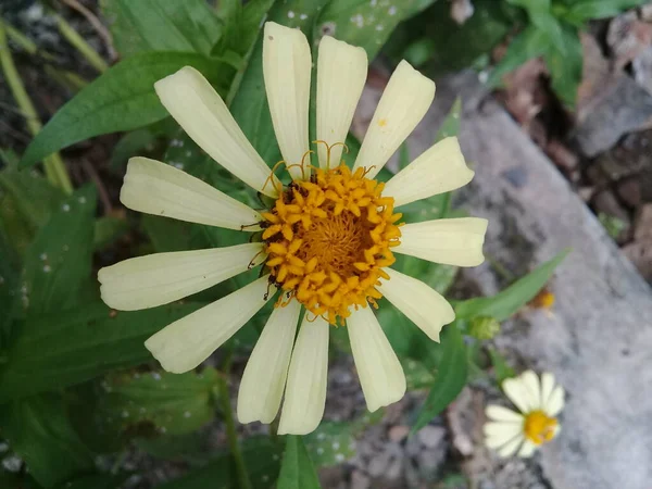 Widok Kwitnących Białych Kwiatów Góry Ogrodzie — Zdjęcie stockowe