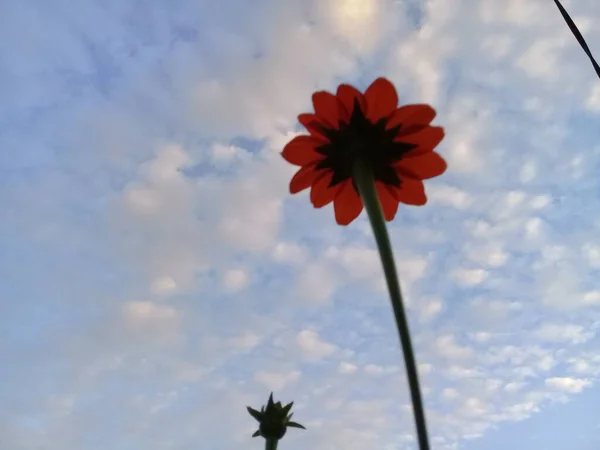 Widok Czerwonych Kwiatów Dołu Jasnego Tła Chmury — Zdjęcie stockowe