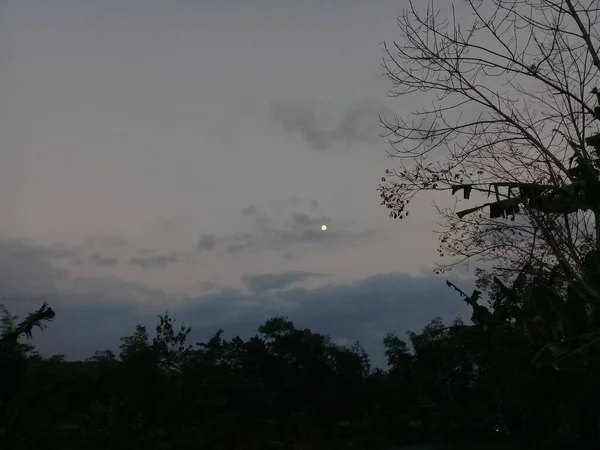 夕方の木々や暗い雲の眺め — ストック写真