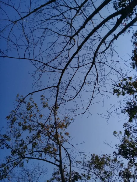 Hoher Baum Ohne Blätter Morgen Garten — Stockfoto