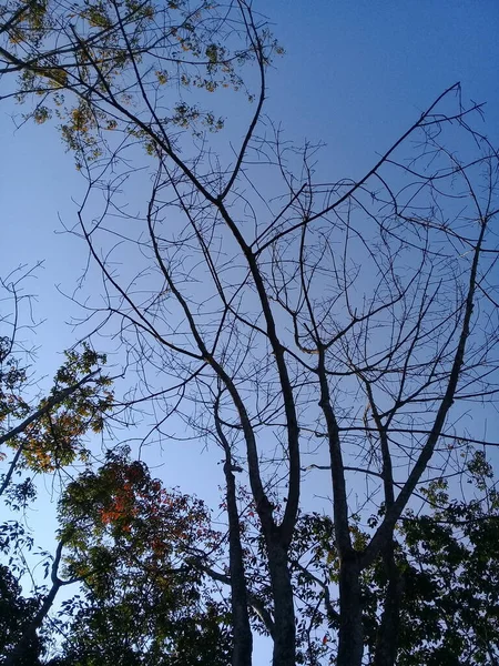 Ψηλό Δέντρο Χωρίς Φύλλα Στον Κήπο Πρωί — Φωτογραφία Αρχείου