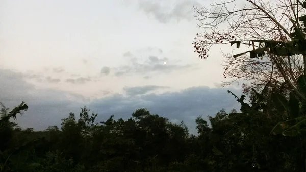 夕方の木々や暗い雲の眺め — ストック写真