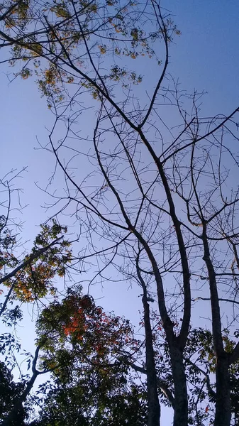 Vysoký Strom Bez Listí Zahradě Ráno — Stock fotografie