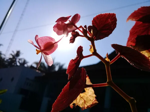 Sabahları Aşağıdan Güzel Kırmızı Bir Çiçeğin Görüntüsü — Stok fotoğraf
