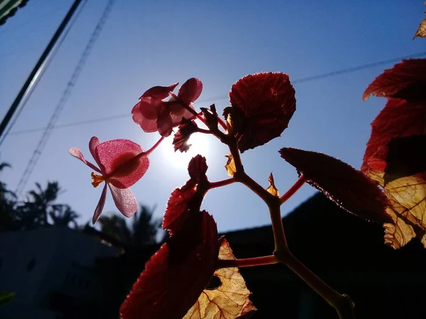 Vista Uma Bela Flor Vermelha Baixo Pela Manhã — Fotografia de Stock