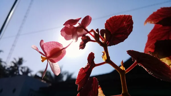 Sabahları Aşağıdan Güzel Kırmızı Bir Çiçeğin Görüntüsü — Stok fotoğraf