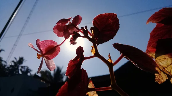 Άποψη Ενός Όμορφου Κόκκινου Λουλουδιού Από Κάτω Πρωί — Φωτογραφία Αρχείου