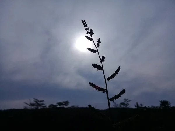 Plantas Com Uma Lua Brilhante Nuvens Escuras Noite — Fotografia de Stock