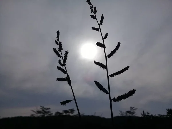 夜间有明月 有黑云的植物 — 图库照片