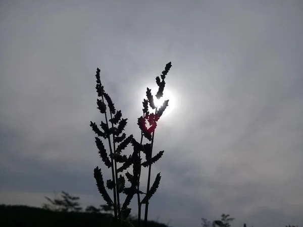 Pflanzen Mit Hellem Mond Und Dunklen Wolken Der Nacht — Stockfoto
