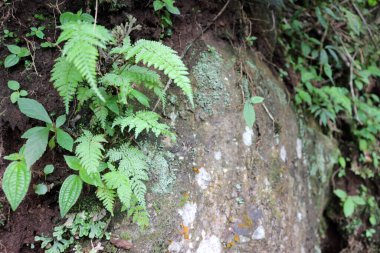 Dağda gündüz vakti bitkilerle yosun tutmuş kayalar.