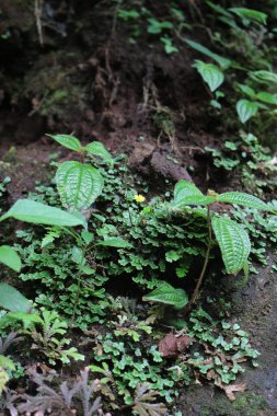 Dağda gündüz vakti bitkilerle yosun tutmuş kayalar.