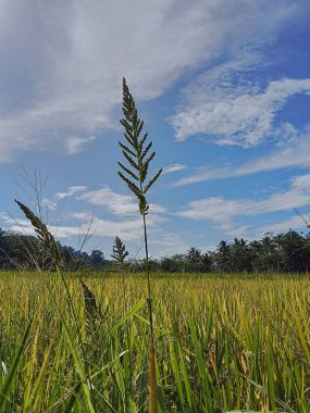 Sarı pirinç tarlalarının manzarası Uzun otlar ve bulutlar sabah
