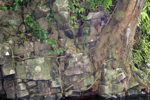 白天用植物和河流筑起瀑布石墙 — 图库照片