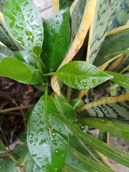 Grüne Pflanze Mit Regentropfen Von Oben — Stockfoto