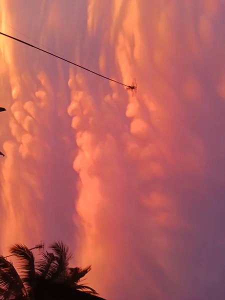 Prachtig Uitzicht Paarse Oranje Lucht Silhouetten Van Bomen — Stockfoto