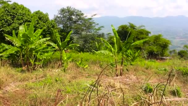 Widok Gór Widziane Góry Zielone Osady Plantacje — Wideo stockowe