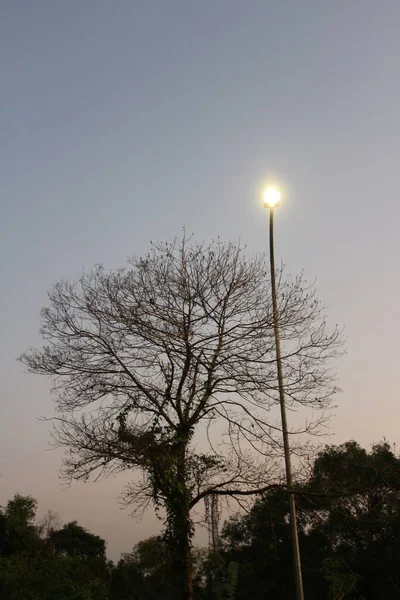枝のある木のシルエットと夜の街灯 — ストック写真