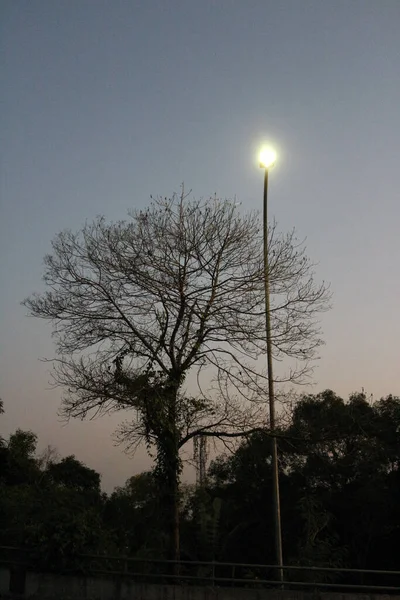 Silhouette Tree Branches Street Lamp Evening — Stock Photo, Image
