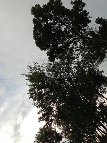 Άποψη Των Κλαδιών Δέντρων Και Ηλιόλουστα Σύννεφα Από Κάτω — Φωτογραφία Αρχείου